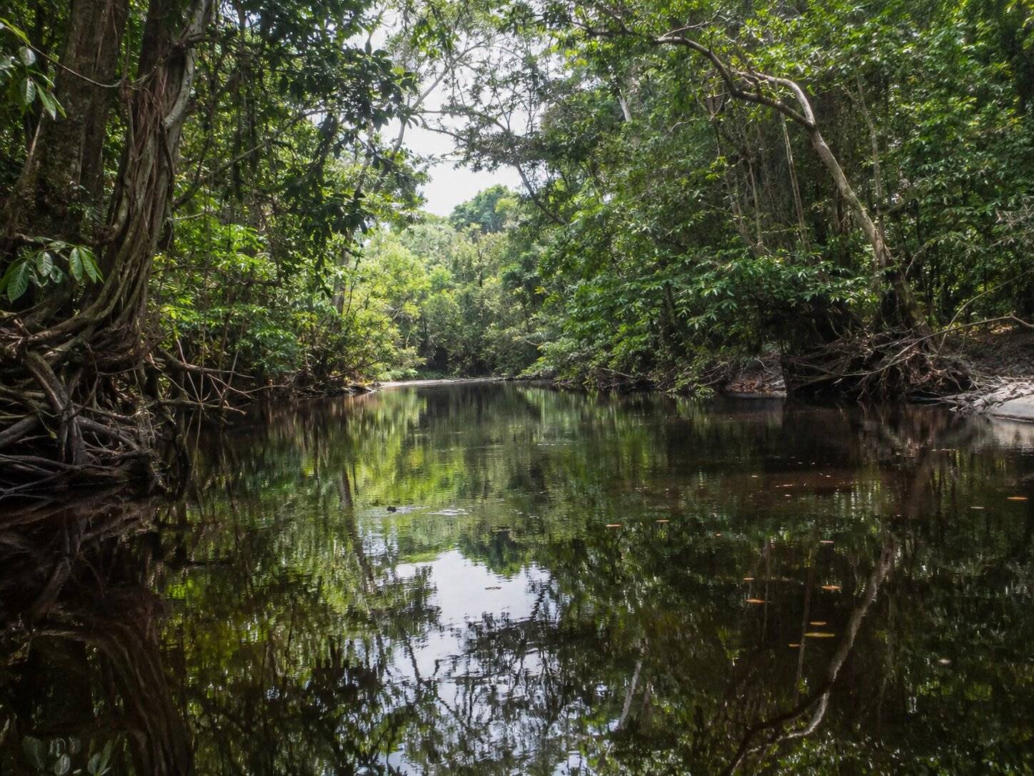 Serene Jungle River Reflections